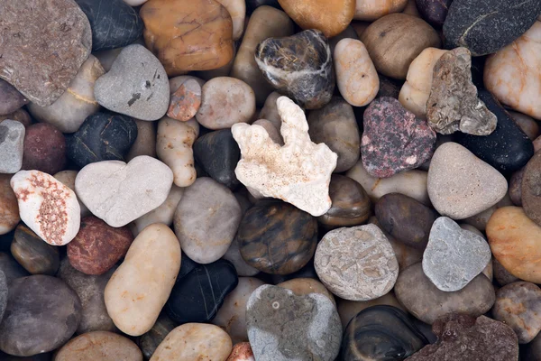 Cáscara marina y piedra de guijarro fondo — Foto de Stock