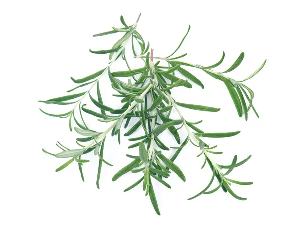 Raw green herb rosemary — Stock Photo, Image