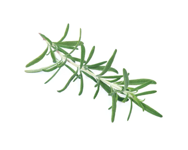 Ωμά πράσινα βότανο δεντρολίβανο — Φωτογραφία Αρχείου