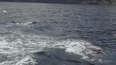 Yunuslar su altında