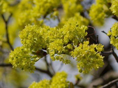 Şehir avlusunda çiçek açan ağaç. Aziz Petersburg 'un kalbi.