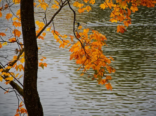Altın sonbaharın renkleri. Leningrad bölgesindeki saraylar ve parklar. Gatchina.
