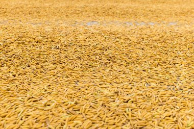 Yasemin çeltik pirinç