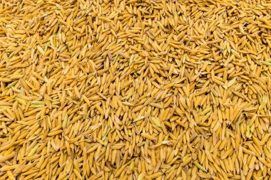 Yasemin çeltik pirinç