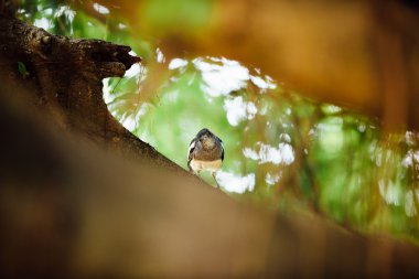 bir ağacın dalı üzerinde tropikal kuş