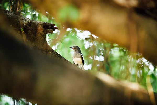 Tropical bird on a branch of a tree — Stock Photo, Image