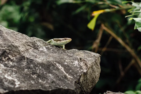 Lizard on the rock closeup — Stock Photo, Image