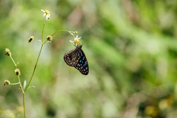 Papillon noir et bleu collectionnant le nectar — Photo