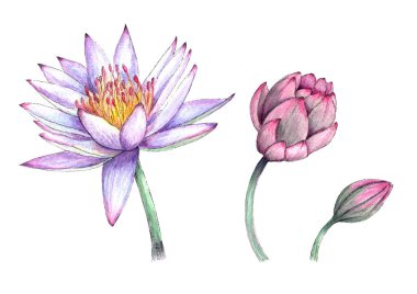 Pembe arka planda suluboya leylaklı nilüfer cevheri. Tropikal çiçekler botanik çizimleri izole eder. Kraliyet güzelliğinin, cazibenin, çekiciliğin ve tutkunun sembolü Lotus. Elle çizim. Suluboya boya. Tekstil ya da duvar kağıdı tasarımı.