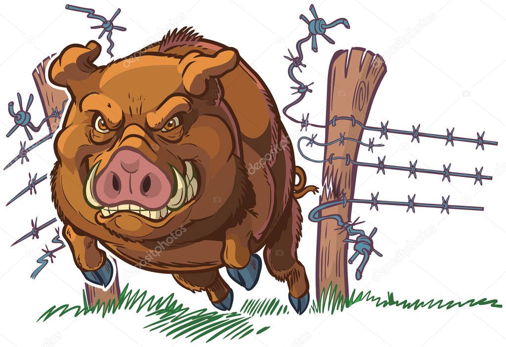 Vector cartoon clip art illustration of a tough and mean pig or hog or wild boar mascot crashing through a barbed wire fence. Character and background are on separate layers.