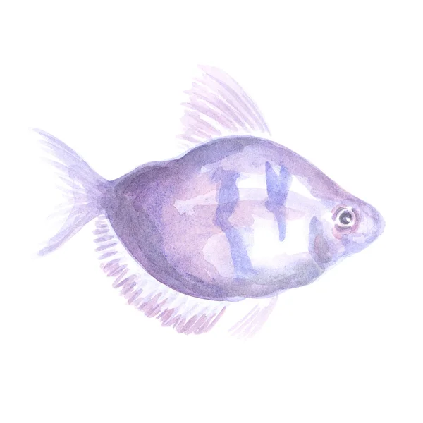 Violet small fish — Stock Photo, Image