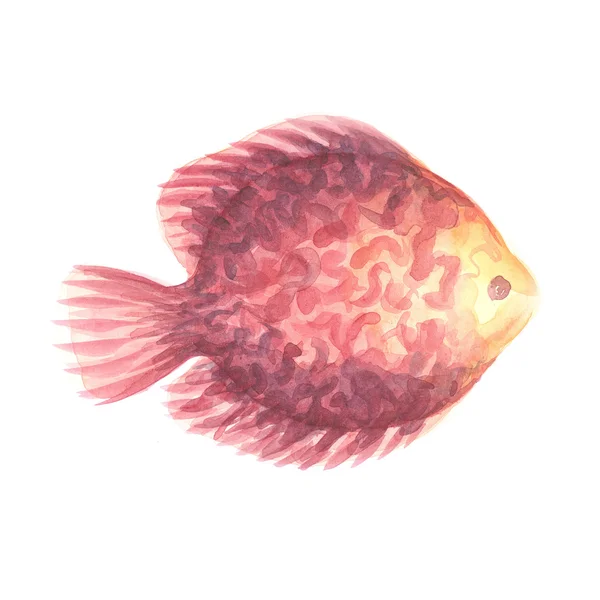 Röda discus fisk — Stockfoto