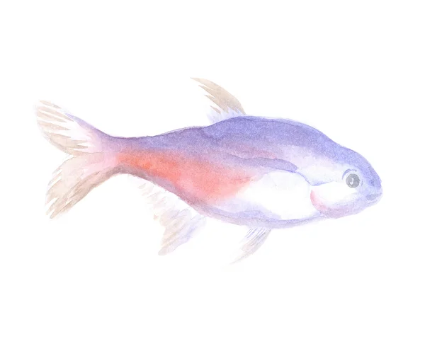 Neon tetra — Stockfoto