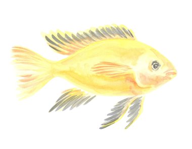  Labidochromis caeruleus elektrik sarı