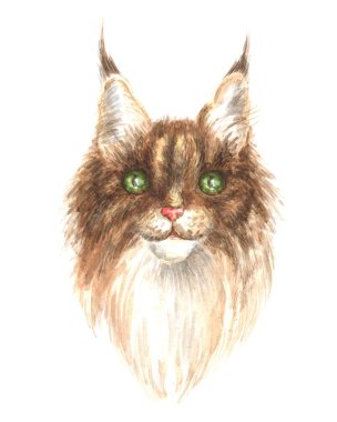 bir maine coon başkanı