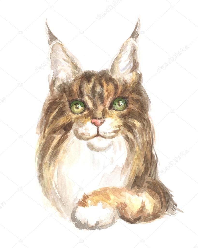 Maine Coon Kot Zdjęcie Stockowe Belova8516yandexru 113217398
