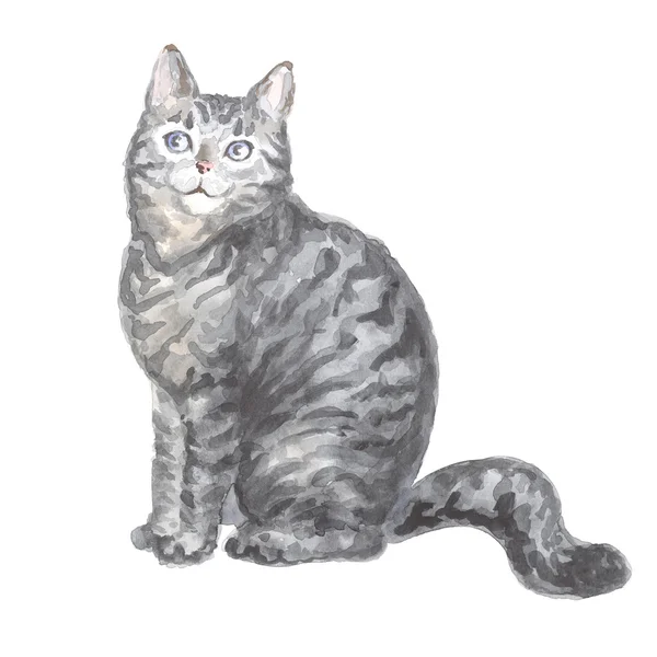 Sitter silver tabby katt — Stockfoto
