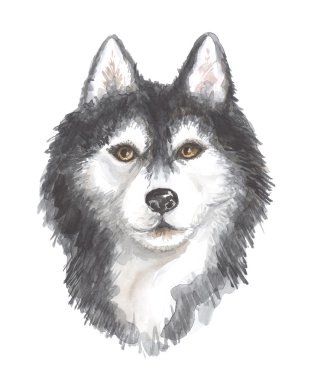 Siberian dış yapraklar başkanı