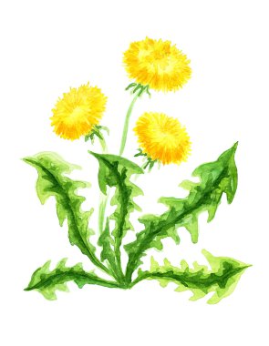  karahindiba çiçekler