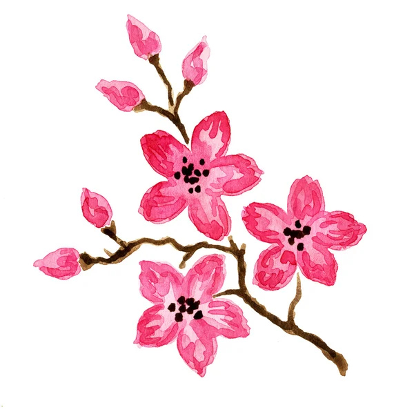 Orientalische Kirschblüten — Stockfoto
