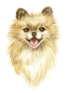 Pomeranian başkanı