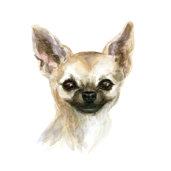 Der Chihuahua-Hund — Stockfoto