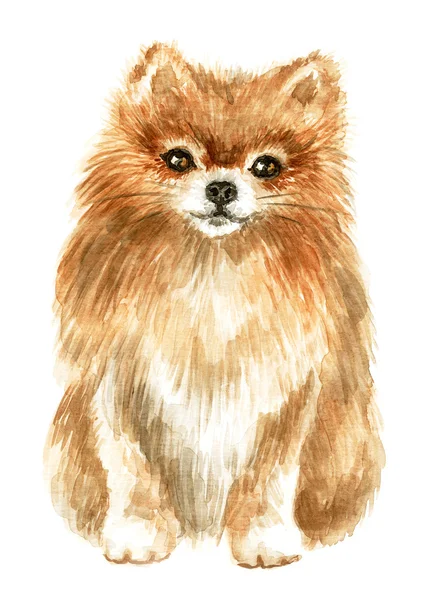 Pomeranian spitz-σκύλος — Φωτογραφία Αρχείου
