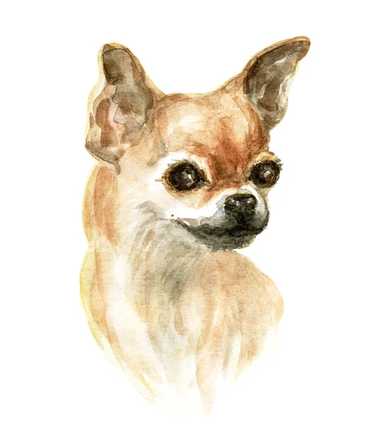 Head of the chihuahua — Stock Photo, Image