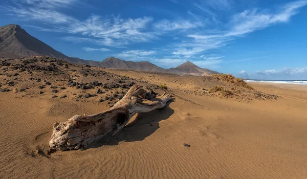 Viejo árbol en la playa de Cofete, Fuerteventura — Foto de Stock