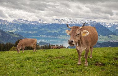 Swiss alps İsviçre Rigi dağın zirvesinde görünümünü
