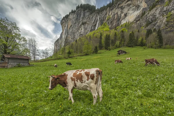 Valle di Lauterbrunnen in Svizzera Immagine Stock