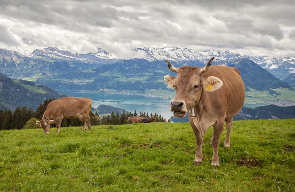 Veduta delle Alpi svizzere sulla cima del monte Rigi, Svizzera Immagini Stock Royalty Free