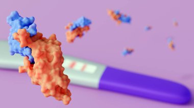 3D görüntüleme bantlardaki iki çizgi, hamilelik sırasında üretilen hormon olan insan koriyonik gonadotropin veya HCG 'nin saptandığını göstermektedir..