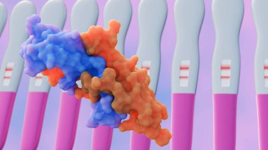 3D görüntüleme bantlardaki iki çizgi, hamilelik sırasında üretilen hormon olan insan koriyonik gonadotropin veya HCG 'nin saptandığını göstermektedir..