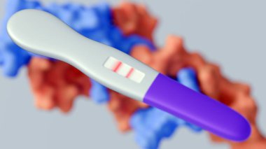 3D görüntüleme bantlardaki iki çizgi, hamilelik sırasında üretilen hormon olan insan koriyonik gonadotropin veya HCG 'nin saptandığını göstermektedir..