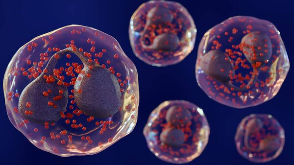 A 3d rendering of Eosinophils are a type of white blood cell or leukocyte, typically have a bi-lobed nucleus and large, bright red or pink granules in the cytoplasm.