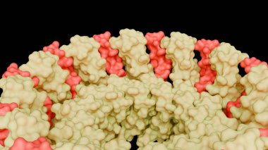 TRiC ya da CCT refakatçisinin 3 boyutlu görüntüsü. Ökaryotik hücre sitozolündeki bu büyük, halka şeklinde kompleks yağ öncesi hücrelerdeki adipogenezi veya yağ hücresi farklılığını düzenler..