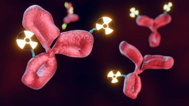 Radyoimmün eşleniğin 3 boyutlu görüntüsü. Hedef hücrelere iletilmek üzere bir şelatör aracılığıyla radyoaktif izotop veya radyoaktif izotopa bağlı monoklonal antikorları hedef alır..