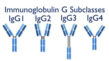 Dört insan IgG alt sınıfının 3 boyutlu yorumlanması (IgG1, IgG2, IgG3, IgG4). Ayrı yapıları bağışıklık sisteminin değişmesine yol açıyor..
