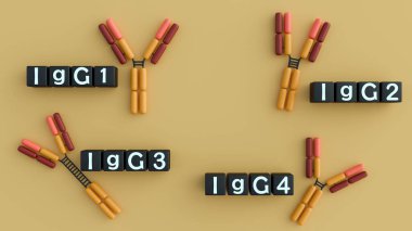 Dört insan IgG alt sınıfının 3 boyutlu yorumlanması (IgG1, IgG2, IgG3, IgG4). Ayrı yapıları bağışıklık sisteminin değişmesine yol açıyor..