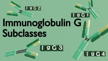 Dört insan IgG alt sınıfının 3 boyutlu yorumlanması (IgG1, IgG2, IgG3, IgG4). Ayrı yapıları bağışıklık sisteminin değişmesine yol açıyor..