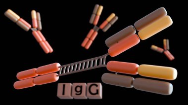 Dört insan IgG alt sınıfının 3 boyutlu yorumlanması (IgG1, IgG2, IgG3, IgG4). Ayrı yapıları bağışıklık sisteminin değişmesine yol açıyor..