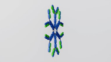 IgM Hexamer 'ın 3 boyutlu animasyonu, B hücreleri tarafından salgılanan ve erken bağışıklık tepkisi için kritik bir antikor formu..