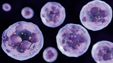 Üç boyutlu hipersegmentli nötrofiller. Çekirdekleri bir anormallik gösteriyor, birden fazla, açıkça görülebilen segmente bölünmüş (altı ya da daha fazla loba). Bu genellikle megaloblastik anemi belirtisidir..