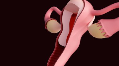 Dişi üreme sisteminin rahmin iç anatomisine ve etrafındaki yapılara odaklanan 3 boyutlu tıbbi bir çizimi..