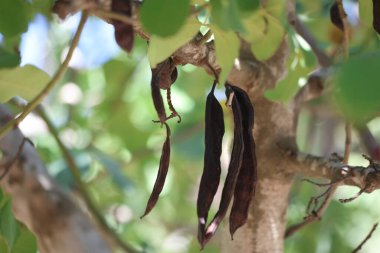 locust beans on carob tree