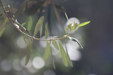 backlit olive tree branch in autumn