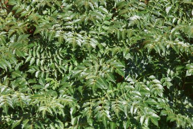 Melia Azedarach 'ın yapraklarını kapat (Boncuk ağacı veya Hint leylağı)