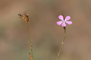 Dianthus tripunctatus çiçeği, diğer adıyla Üç Noktalı Pembe