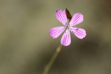 Dianthus tripunctatus çiçeği, diğer adıyla Üç Noktalı Pembe